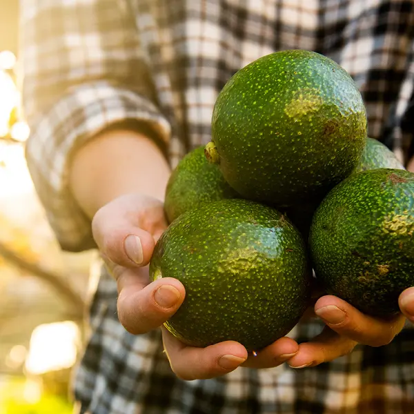 khozeni-farming-avocados-b